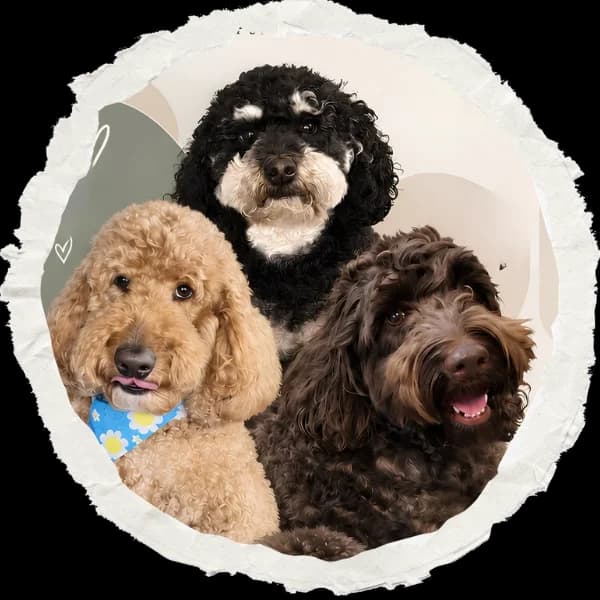 Baruch Pet Spa happy pets — Luna, Little and Lilo